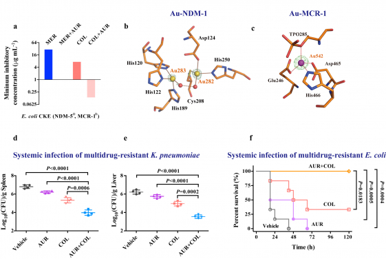 Image 1. (a) Minimum inhibitory concentration of MER or COL against E. coli CKE (MCR-1+, NDM-5+) in the absence or presence of AUR. (b) Structure of the active site of Au-NDM-1 (PDB ID: 6LHE) with the anomalous density peak of Au shown as yellow spheres and water molecules as red spheres. (c) Structure of the active site of Au-MCR-1-S (PDB ID: 6LI6) with the anomalous density peak of Au ion shown as a purple sphere. (d,e) Balb/c mice were given a sub-lethal dose of K. pneumoniae (MCR-1+) and received single dose of administration of vehicle, AUR, COL or their combination. Bacterial loads in the spleen (d) and liver (e) are shown. c, Survival curves showing combination efficacies in the peritonitis infection model. Balb/c mice were infected by a lethal dose of E. coli CKE (MCR-1+, NDM-5+) and received single dose of administration of vehicle, AUR, COL or their combination.